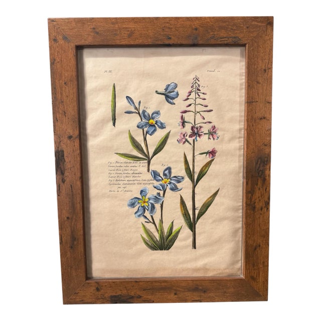 Antique Custom Rustic Country Framed Latin Botanical Flower Print For Sale