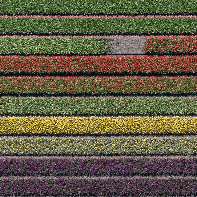 "AV_Tulip_Fields_037" Contemporary Aerial View Limited Edition Photograph by Bernhard Lang For Sale - Image 6 of 10