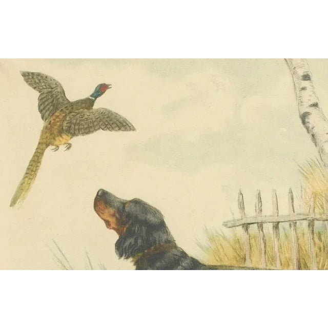 1930s Paul Wood, Setter and Pheasant, 1930s, Lithograph on Paper For Sale - Image 5 of 9
