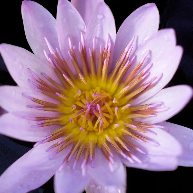 A Macro Botanical Photograph of a Purple Flower in Spring shot against black. Printed on Archival Fine Art Paper.