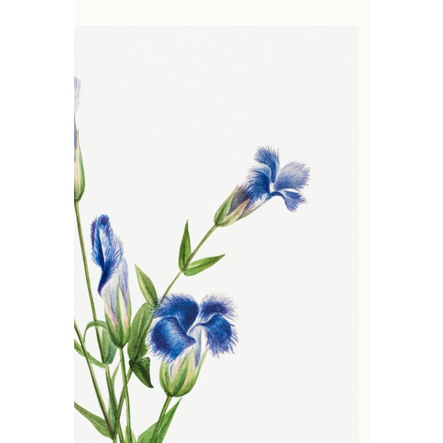 Fringed Gentian, Vintage Botanical Art Print Reproduction by Mary Vaux Walcott, 40" X 60" For Sale - Image 9 of 11