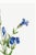 Fringed Gentian, Vintage Botanical Art Print Reproduction by Mary Vaux Walcott, 40" X 60" For Sale - Image 9 of 11