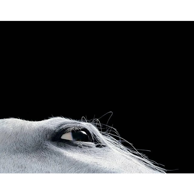 Edition 36/150 All items are shipped as a print only and come unframed. Tim Flach is a graduate of St. Martins School of...