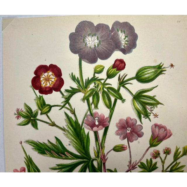 Illustration Antique Hand Colored Botanical Print /Illustration by W Dikes Co Demonstrating Various Types of Cranes-Bill Flowers From England- Circa 1870 For Sale - Image 3 of 12