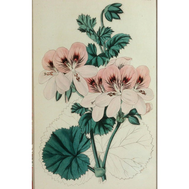 Antique Botanical Prints of Geranium by Robert Sweet For Sale - Image 12 of 18