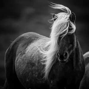 Wild and Romantic by Laurent Baheux Print, 20" x 20"