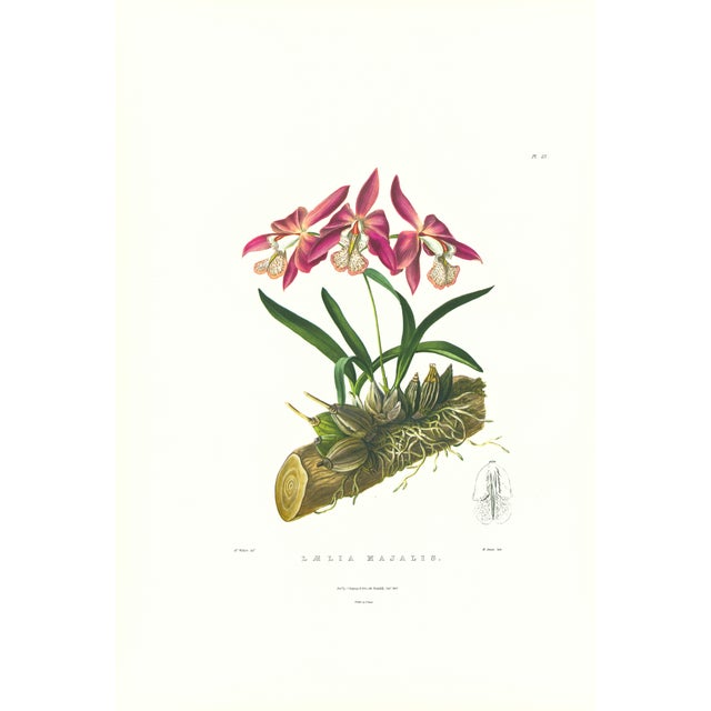 Large 1973 Orchid Flower Lithograph "Laelia Majalis" (May-Flowering Laelia" After James Bateman For Sale