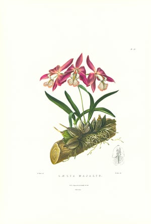 Large 1973 Orchid Flower Lithograph "Laelia Majalis" (May-Flowering Laelia" After James Bateman