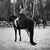 Leisure Class by Dasha and Mari Canter in style, a models dress drapes over black beauty, 2012. Limited edition print...