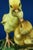 20th Century Ceramic Sculpture Pair of Chicks from Fontanini, Italy, 1920s For Sale - Image 11 of 18