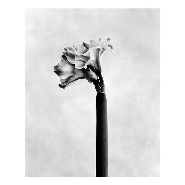 Amaryllis - Analogue Floral Photography, Limited Edition of 10 2026 For Sale