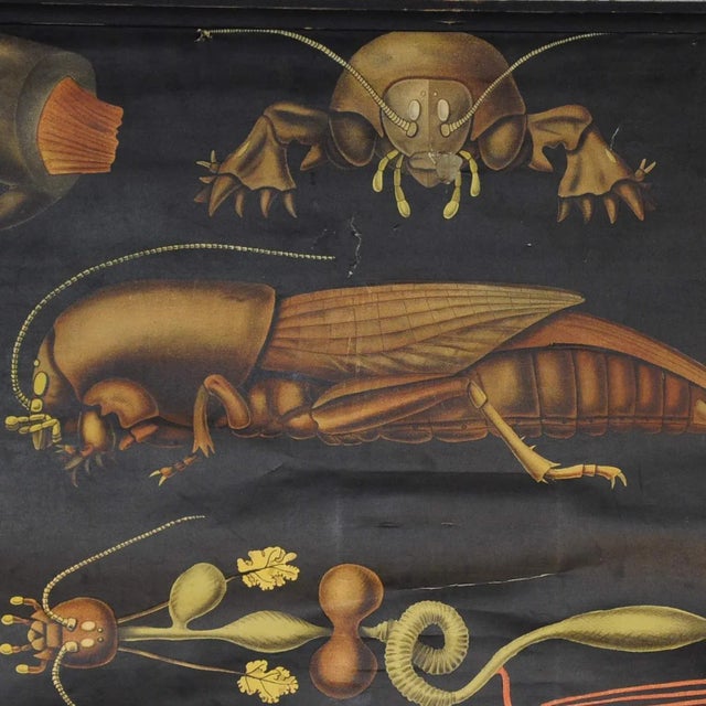 A traditional antique pull-down wall chart by Jung Koch Quentell showing the life cycle of an European mole cricket...