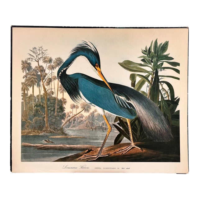 1964 Audubon Folio Original Lithograph Great Bird Paintings - "Louisiana Heron" 14x17 For Sale