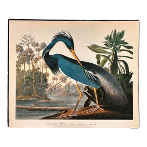 1964 Audubon Folio Original Lithograph Great Bird Paintings - "Louisiana Heron" 14x17