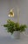 Model G98 Flower Lamp by Hans-Agne Jakobsson for HAJ Markaryd, 1960s For Sale - Image 14 of 14