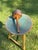 Very Early Rustic Wooden Mallet For Sale - Image 4 of 7