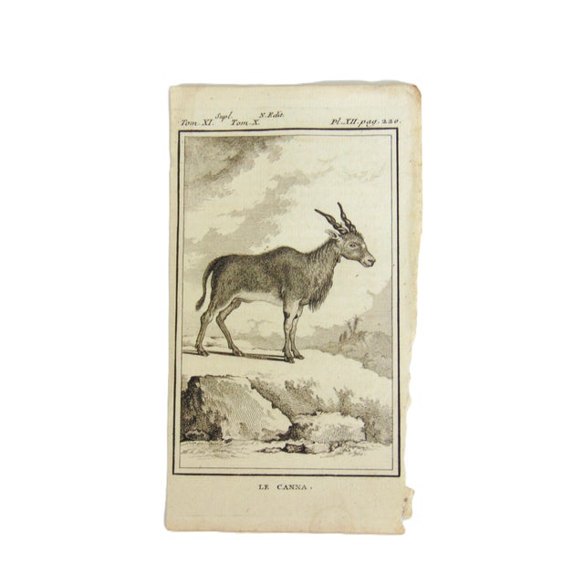 Figurative Set of 4 Antique Copper Plate Engravings Prints Buffon 1782 For Sale - Image 3 of 5