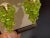 Natural Peridot Briolette and Diamond Hanging Earrings 18 Karat Yellow Gold For Sale - Image 16 of 18