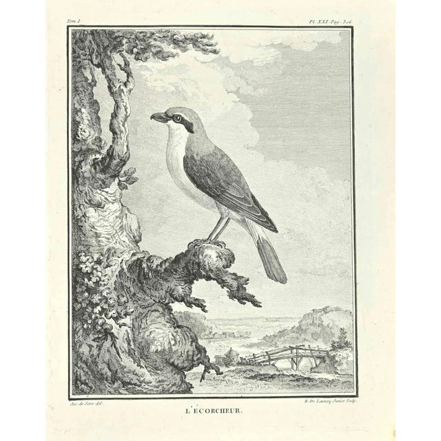 Robert De Launay, L'Ecorcheur, Etching, 1771 For Sale