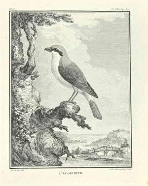 Robert De Launay, L'Ecorcheur, Etching, 1771