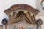 Large Heraldic Mantle in Carved and Painted Wood, 1890s For Sale - Image 3 of 11