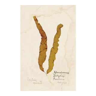 Capistrano Seaweed 13, Small, Unframed Artwork For Sale