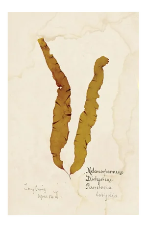 Capistrano Seaweed 13, Small, Unframed Artwork