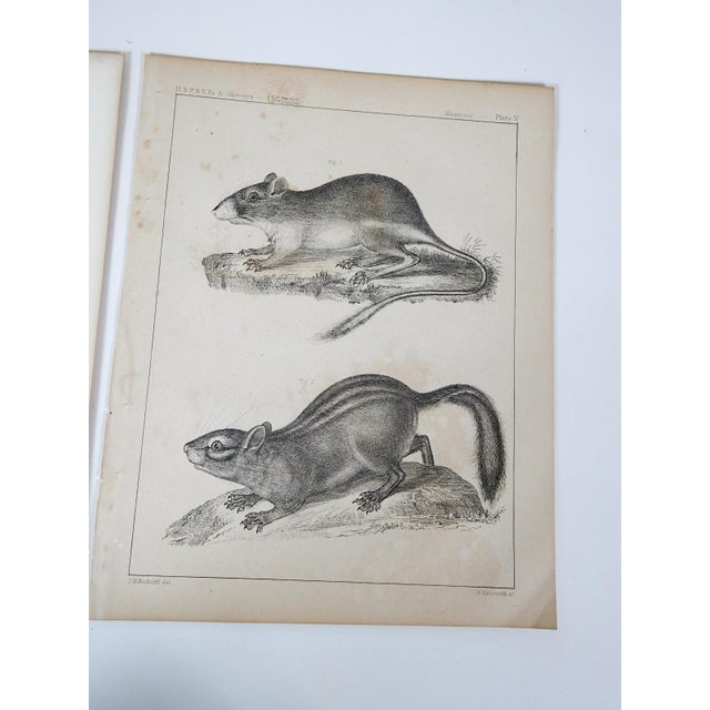 Rustic Mid 19th Century Us Pacifc Railroad Rats Lithograph Book Plate - A Pair For Sale - Image 3 of 6