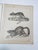 Rustic Mid 19th Century Us Pacifc Railroad Rats Lithograph Book Plate - A Pair For Sale - Image 3 of 6
