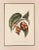 A print from the Botanical Study of Fruits and Nuts by Duhamel du Monceau, early 19th century (Nouvelle Edition Langlois,...