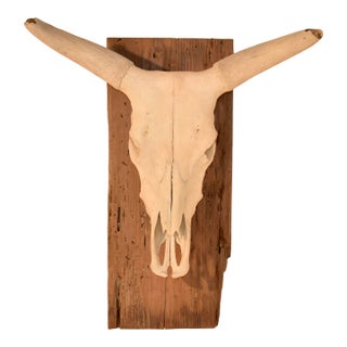 Circa 1970's Mounted Steer Skull For Sale