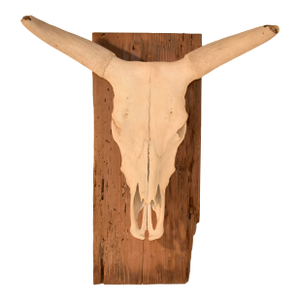 Circa 1970's Mounted Steer Skull