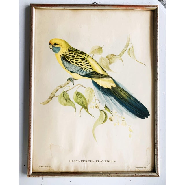 1960s Nature Illustration of a Bird of the Species Sylvia Atricapilla, 1950s For Sale - Image 5 of 15