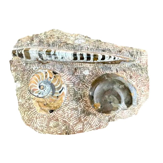 Ammonite and Orthoceras Fossil Plaque. Plaque features two preserved ammonites and one polished orthoceras fossil set...