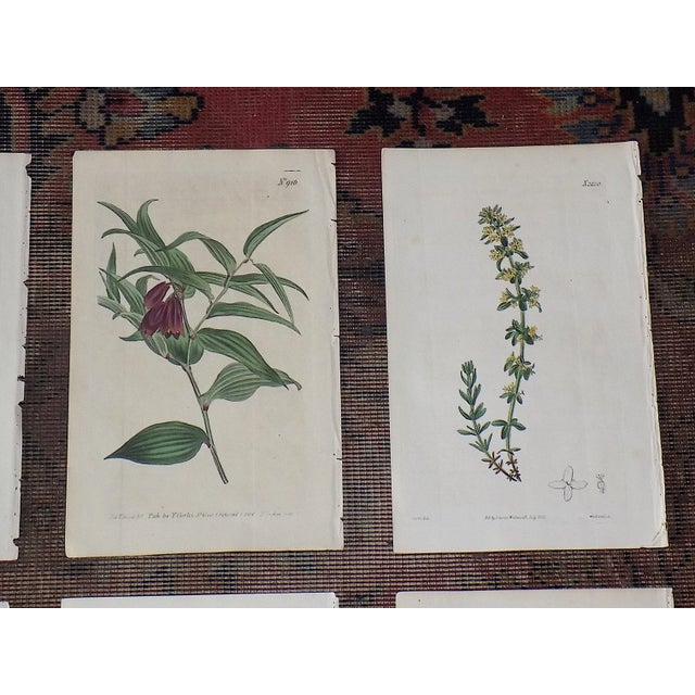 Realism Antique 19th Century Botanical Engravings-Hand Color-Set of 9 For Sale - Image 3 of 9