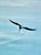American American Bald Eagle Framed Animal Art, Oil on Canvas Lynn Chase Signed 1980 For Sale - Image 3 of 15