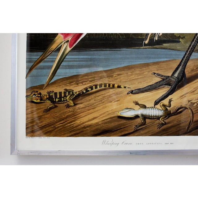 Audubon Whooping Crane Plate #226 Havell Oppenheimer Edition For Sale - Image 9 of 13