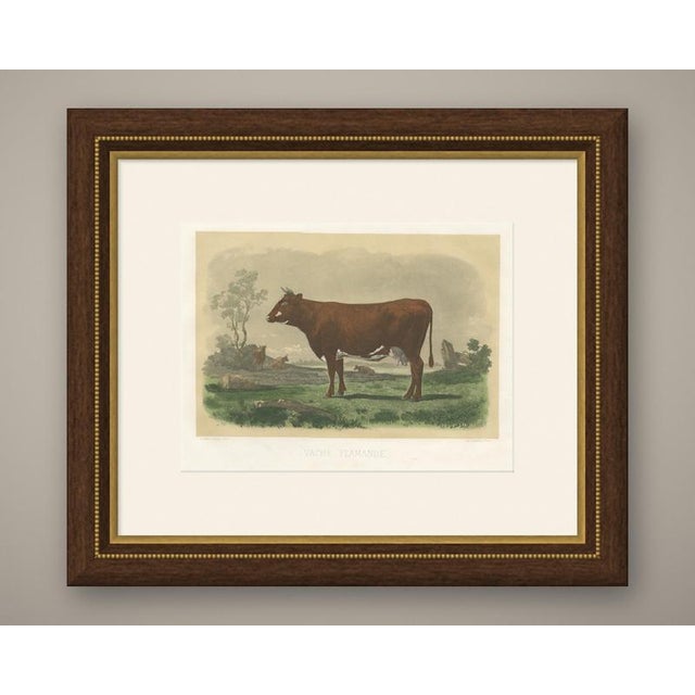 This antique cattle print portrays a deep red Flemish cow by A. Riffaut, printed by Lemercier for the French agricultural...