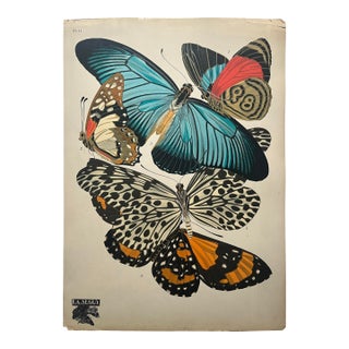 1920s Original E.A. Séguy Butterfly Print(s) From Papillons (No. 11) For Sale