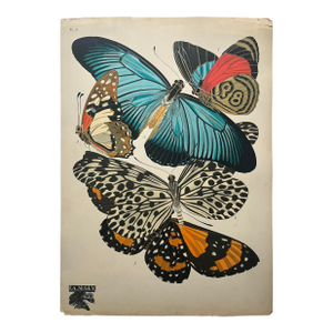 1920s Original E.A. Séguy Butterfly Print(s) From Papillons (No. 11)