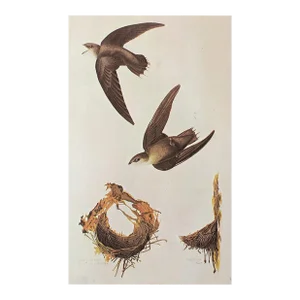 1966 Vintage Farmhouse Cottage Print "Chimney Swift" After John James Audubon