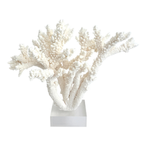 Extraordinary Natural Branch Coral on Acrylic Base