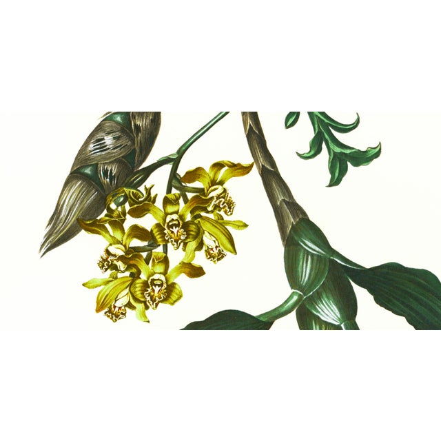 Limited edition reproduction print of one of the most famous botanical works ever produced, "The Orchidaceae of Mexico and...