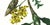 Limited edition reproduction print of one of the most famous botanical works ever produced, "The Orchidaceae of Mexico and...