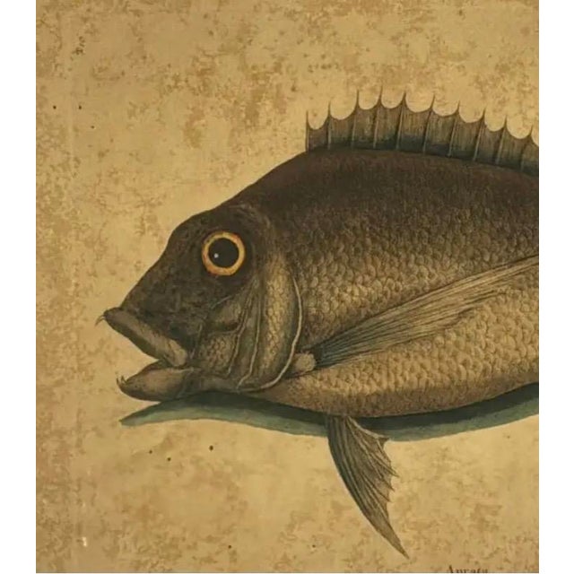 18th Century Framed Fish Engravings by Mark Catesby, a Pair For Sale - Image 4 of 11