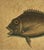 18th Century Framed Fish Engravings by Mark Catesby, a Pair For Sale - Image 4 of 11