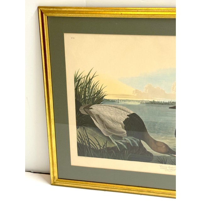 Mallard Duck and Canvasback Duck, After John James Audubon, 20th Century - Set of 2 For Sale In West Palm - Image 6 of 12