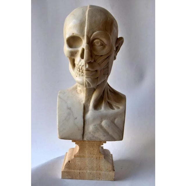 Anatomical Sculpture, Early 20th Century, Marble For Sale - Image 9 of 11