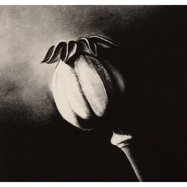 Contemporary Poppy Pod - Etching in Ink on Paper For Sale - Image 3 of 5