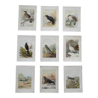 Antique 19th Century Wild Bird Chromolithographs - Set of 9 For Sale